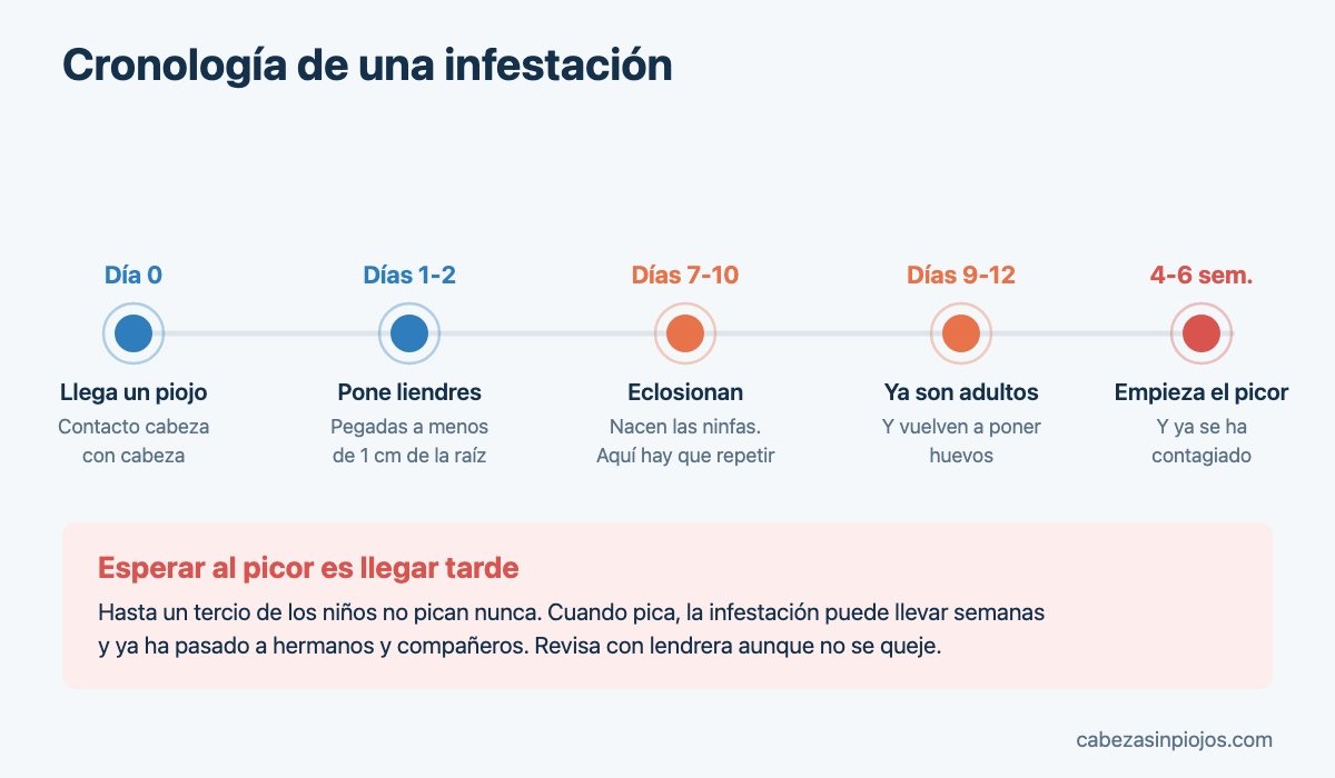 Cronología de una infestación de piojos día a día