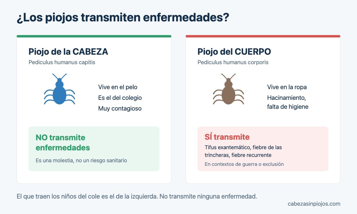 Piojo de la cabeza y piojo del cuerpo comparados: cuál transmite enfermedades