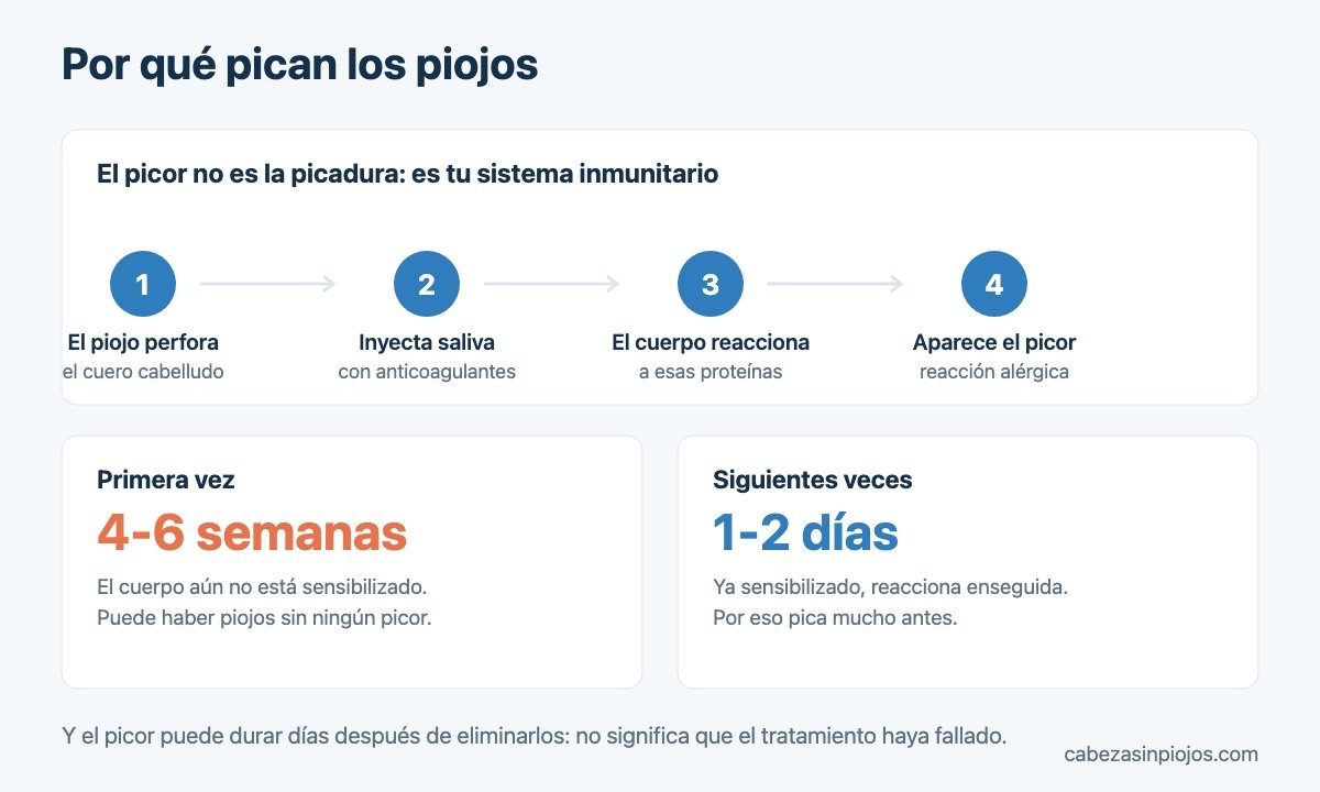 Por qué pican los piojos: reacción alérgica a la saliva del piojo