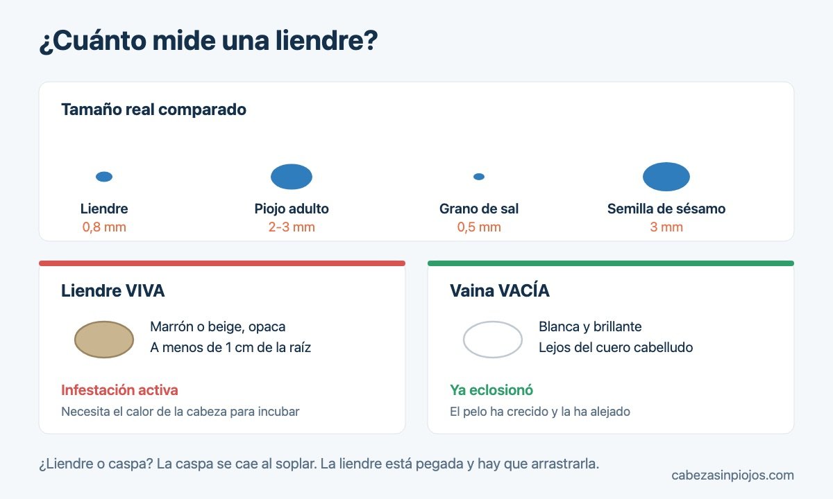 Tamaño de una liendre comparado y diferencia entre liendre viva y vacía