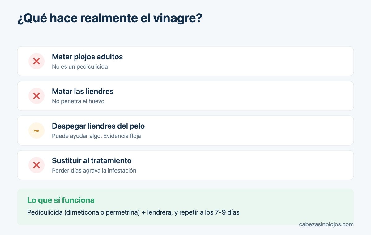 Qué hace realmente el vinagre contra los piojos y las liendres